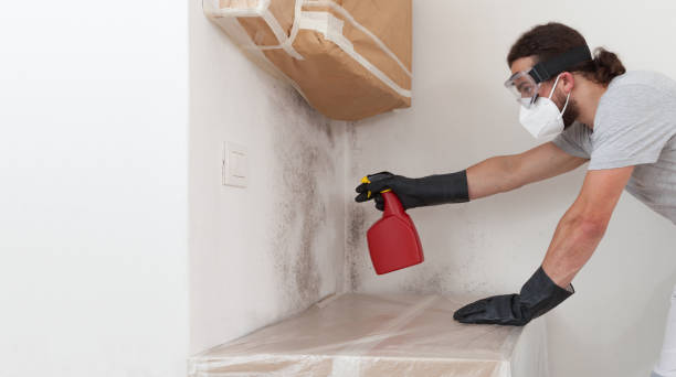 Professional Mold Cleanup technician working in Cedar Springs, MI