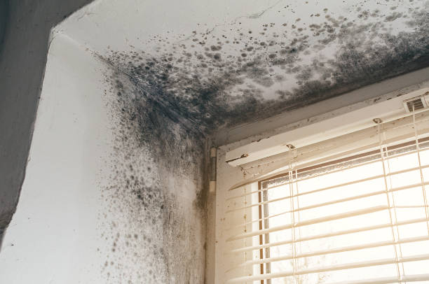 Affordable Mold Cleanup solutions in Cedar Springs, MI