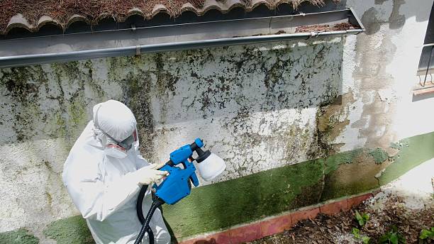 Top rated local Mold Cleanup specialists in Cedar Springs, MI